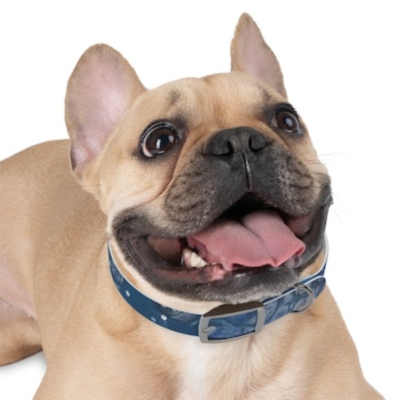 Dog Collar- Made to Order- (4) Buckle Options - Picture 1 of 6